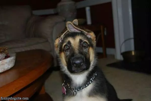 Ears Curling