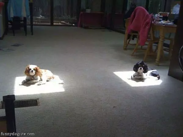 We Love The Sun