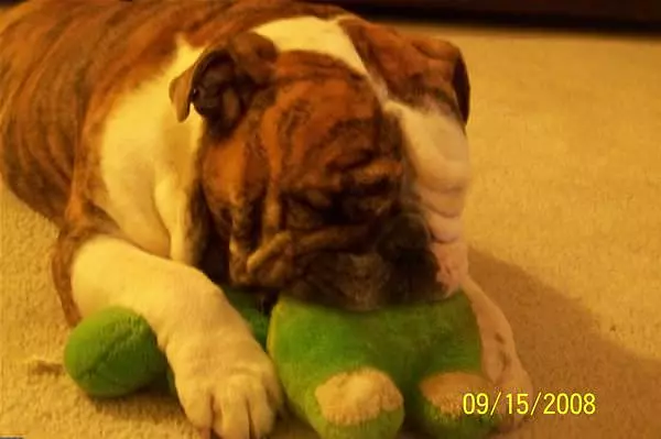 Sam And Froggie