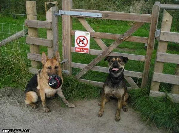No Dogs