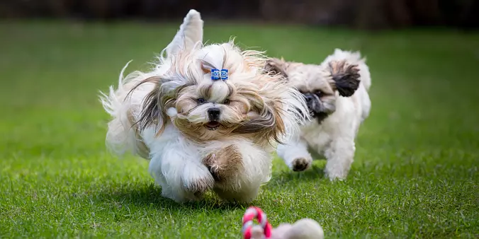Shih Tzu dogs playing