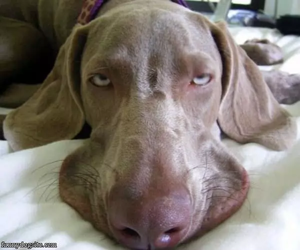 Im Pooped Dog