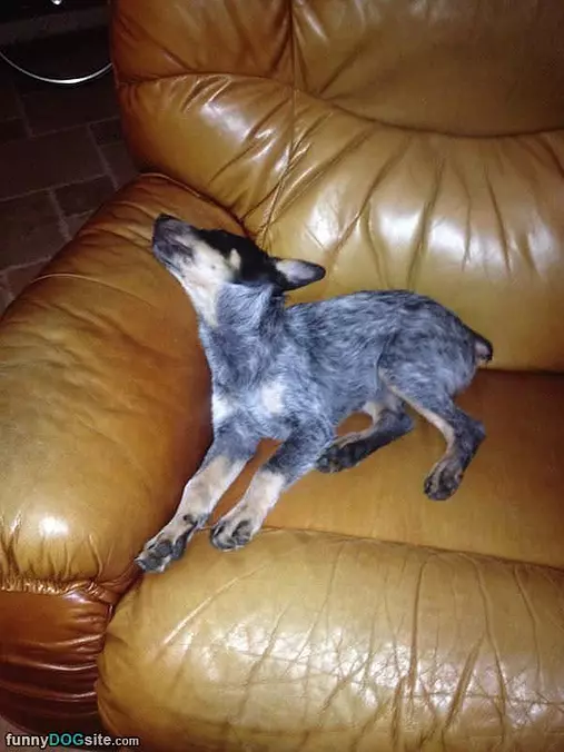 This Couch Will Do