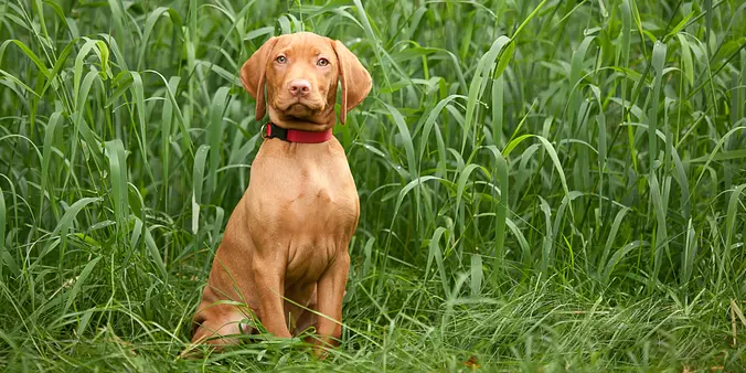 Vizsla puppy in Outdoor Scene