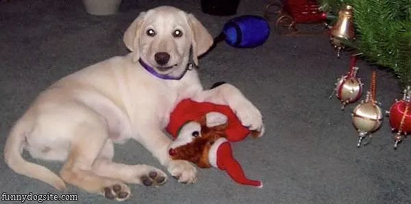 Santa Brought Me This