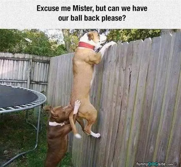 Hey Mister