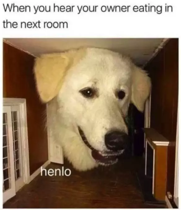 Henlo