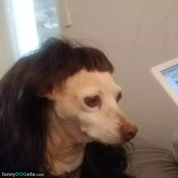 I Has A Wig