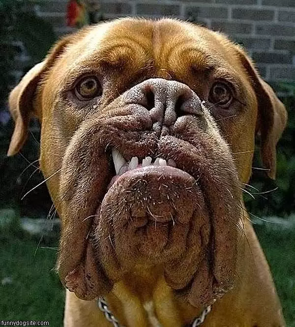 Funny Face