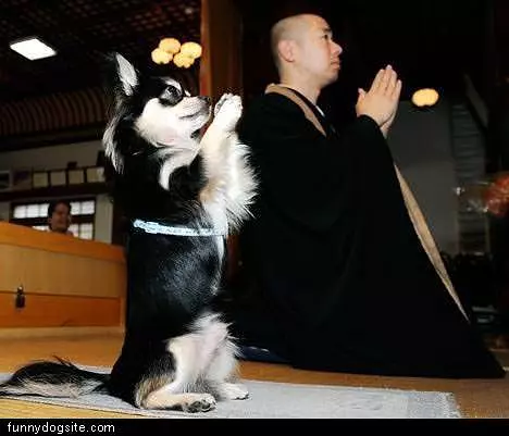 Praying Dog