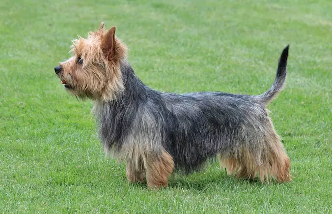 Australian Terrier