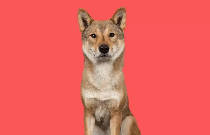 Shikoku Dog