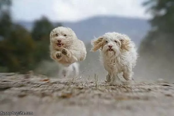 Running Wild