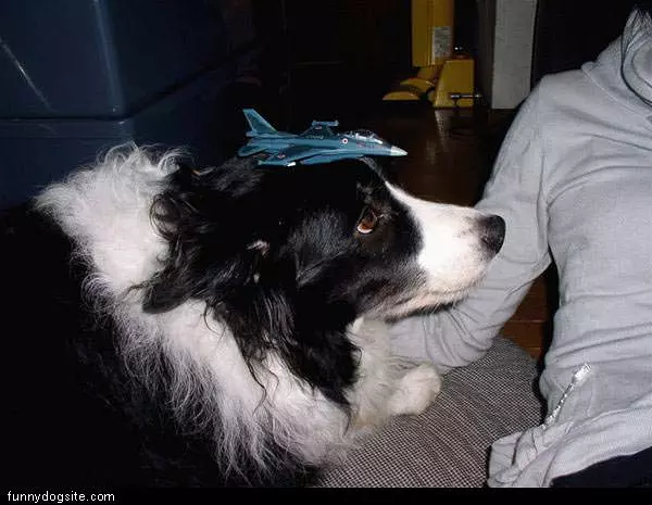 Plane Dog