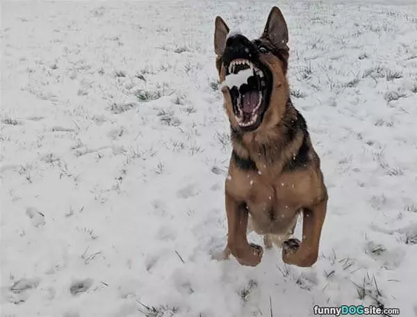 Got The Snow