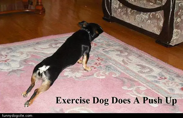 Pushup Dog