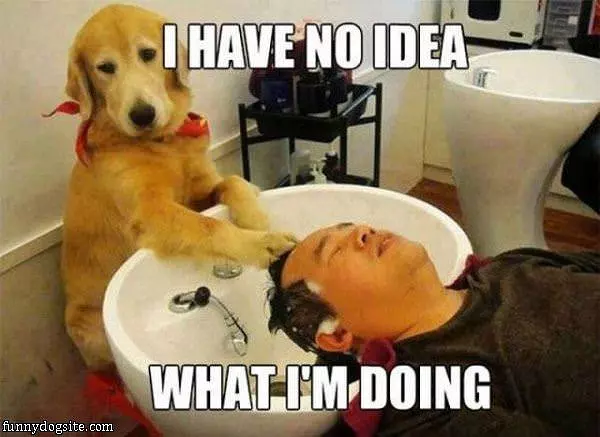 The Dog Spa