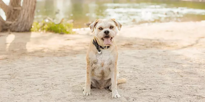 Border Terrier