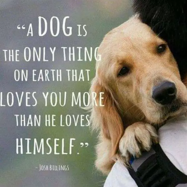 A Dog