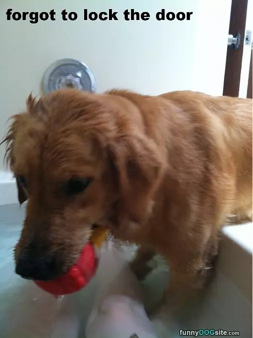 Cmon Lets Play Fetch