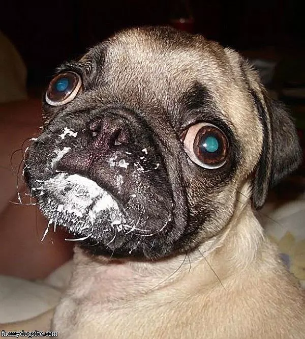 I Didnt Eat It