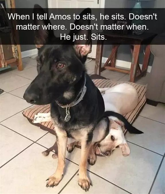 When You Say Sit I Sit
