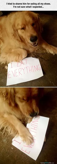 I Eat Everything
