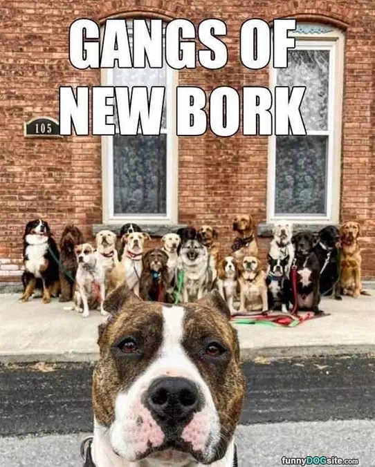 The Gangs Of New Bork
