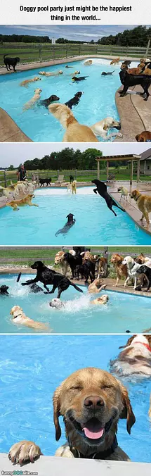 The Doggy Pool Party