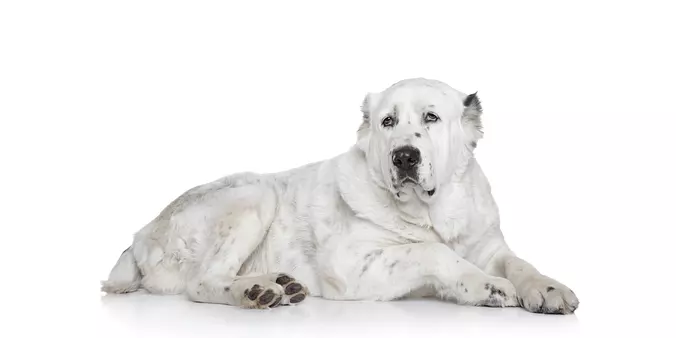 Central Asian Shepherd Dog