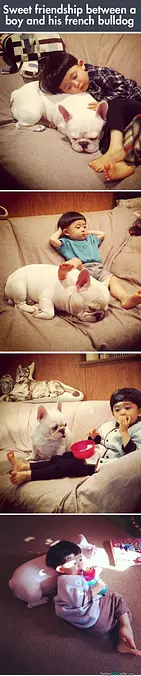 My Bulldog