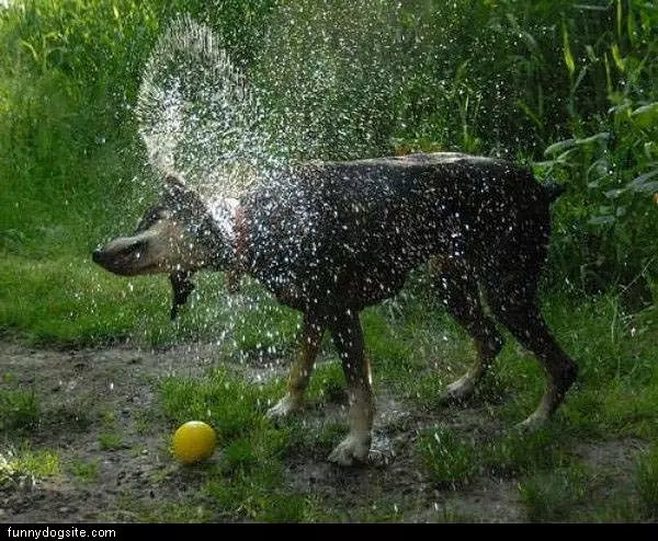 Drying Off