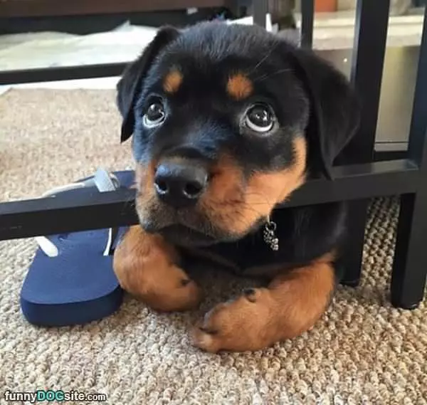 Woofies
