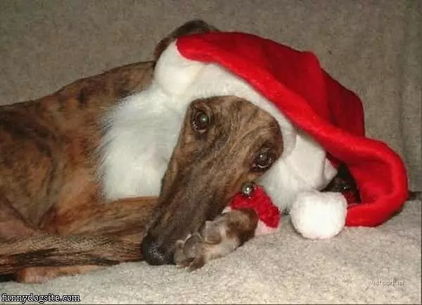 Santa Dog