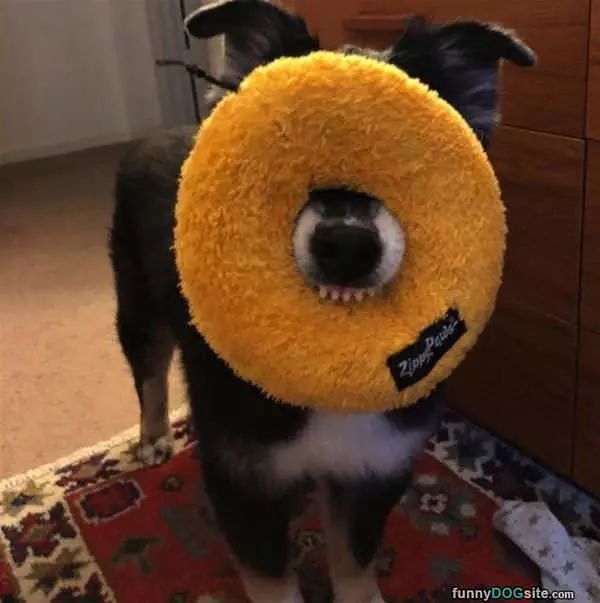 I Got The Toy