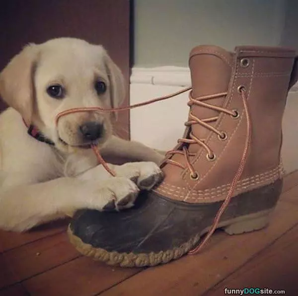 Tying Up The Shoes