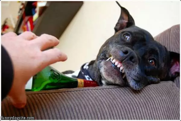 Happy Dog Is Happy