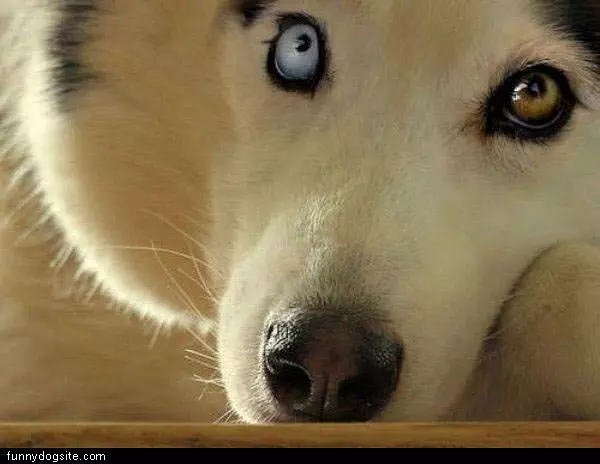 Cool Eyes