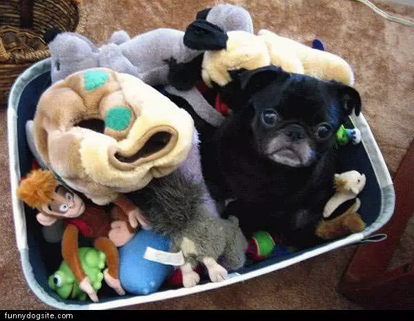 Black Pug With Stuffed Animals