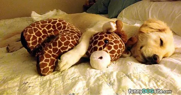 Cuddler