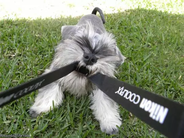 Give Me That Camera