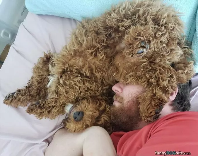 Dog Hair