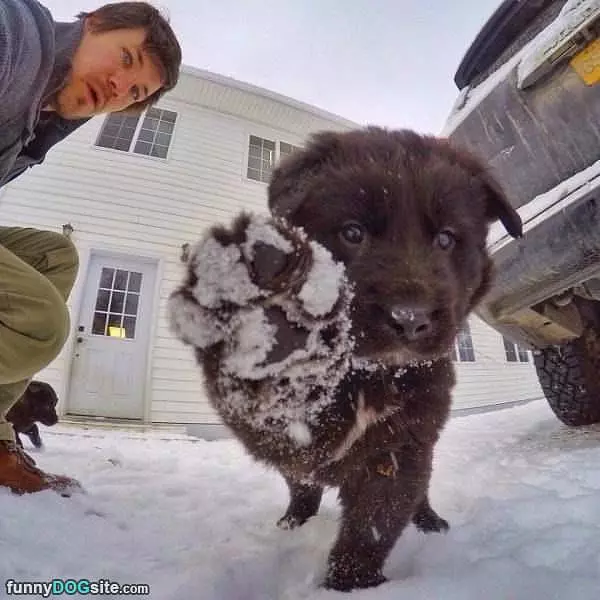 Here Have A Snowball