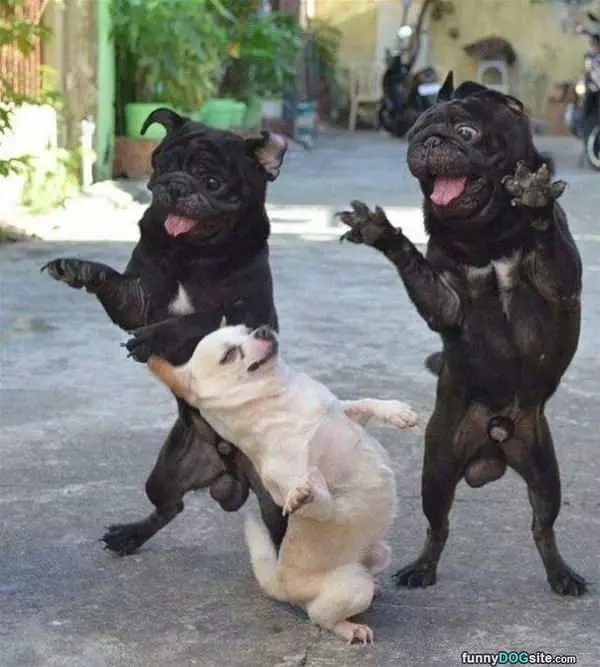 A Dog Party