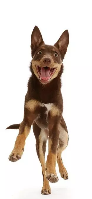 Happy Working Kelpie in whi...