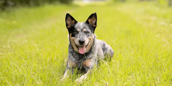 Australian Cattle Dog