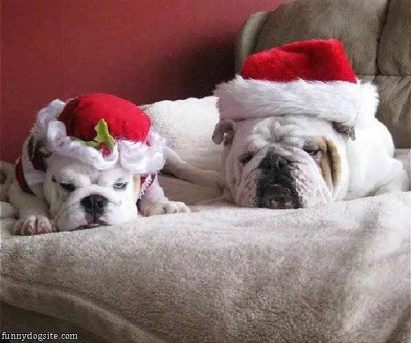 Sleepy Dogs