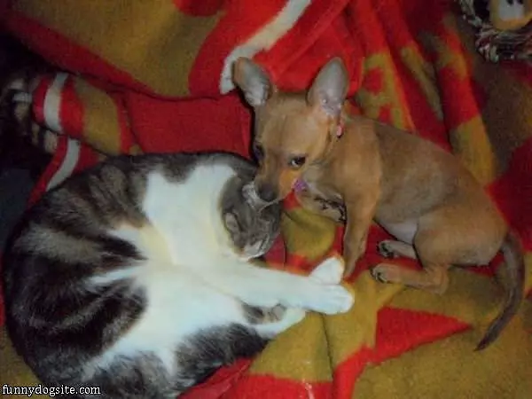Little Nibble