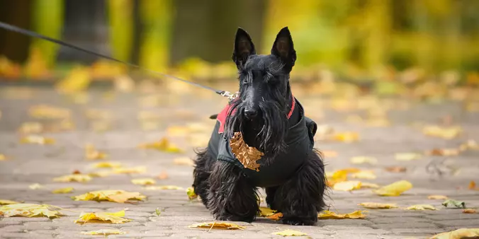 Scottish Terrier for a walk