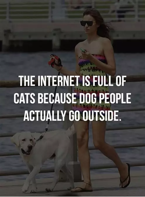 Full Of Cats